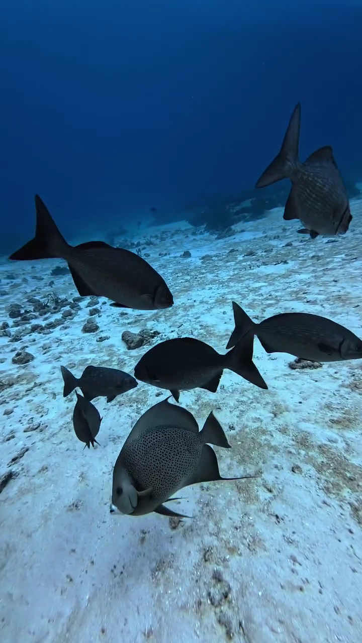 Pelagic Ventures Scuba photo 6