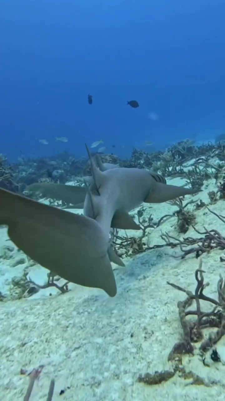 Pelagic Ventures Scuba photo 7