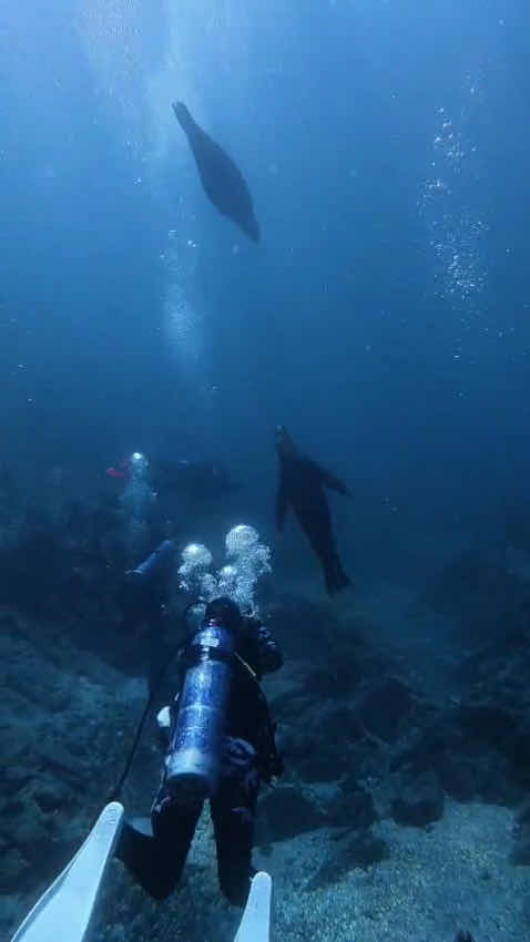 La Ventana Dive Center photo 3