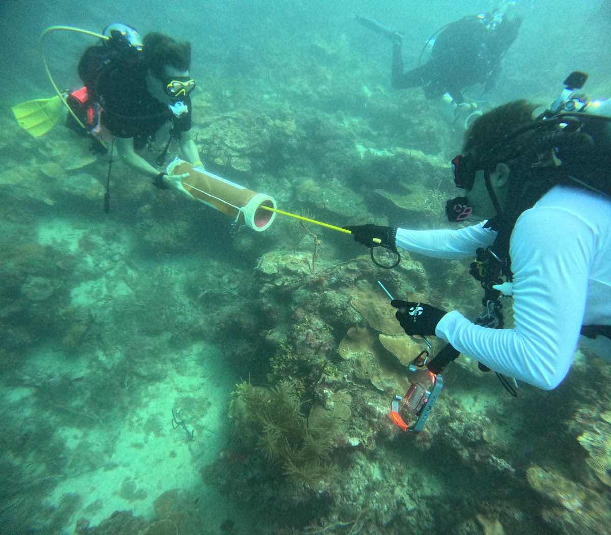Deefer Diving Carriacou photo 5