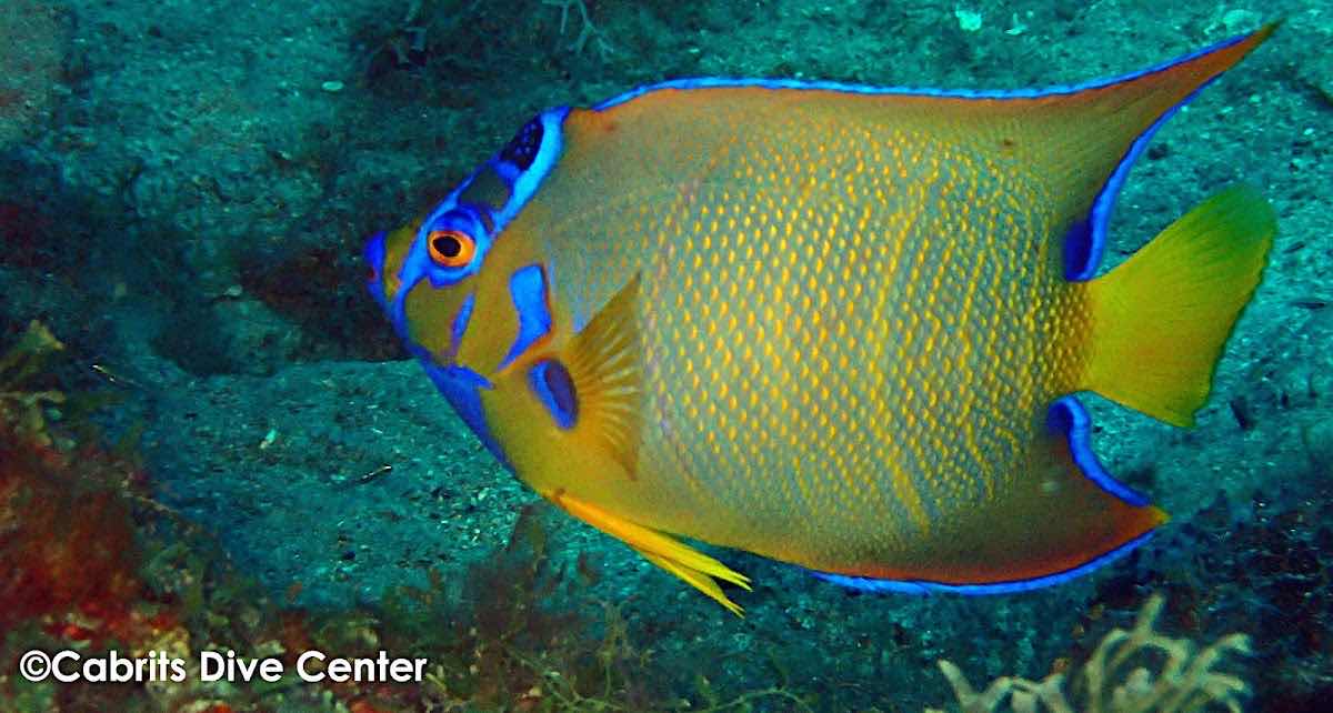 Cabrits Dive Center photo 1