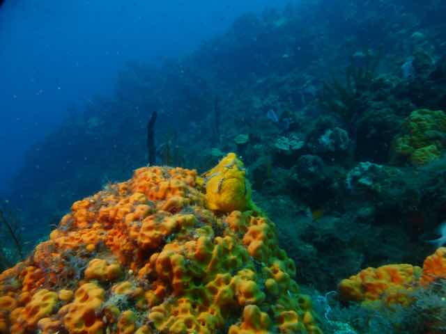 Cabrits Dive Center photo 9