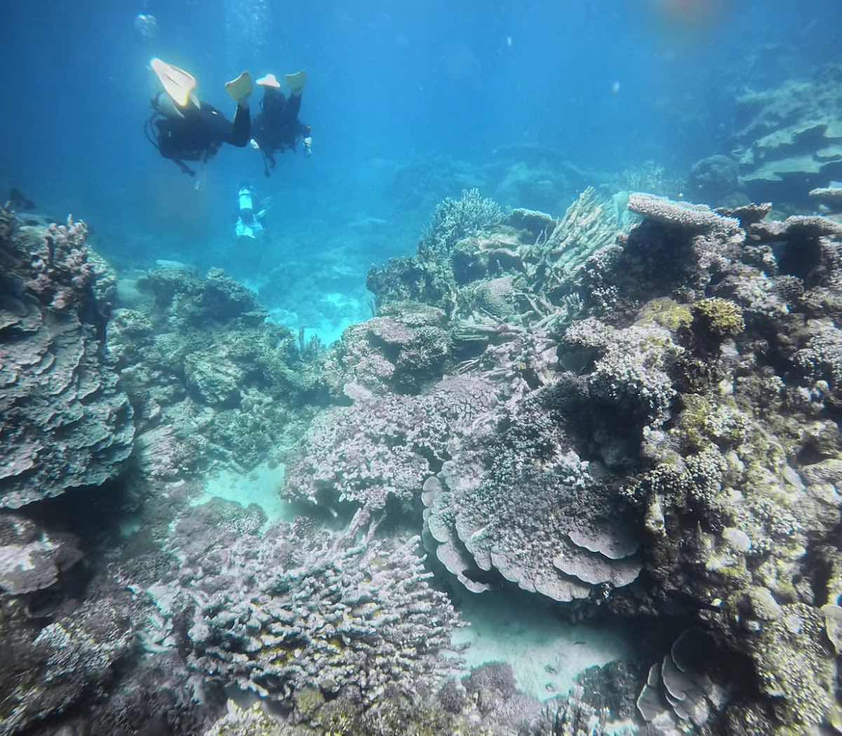 Ningaloo Reef Dive & Snorkel photo 4