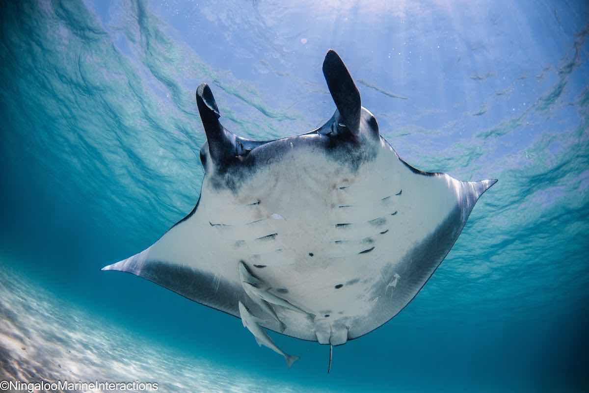 Ningaloo Reef Dive & Snorkel photo 9