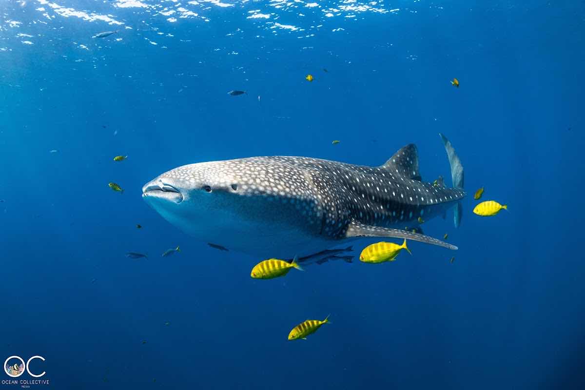 Ningaloo Reef Dive & Snorkel photo 10