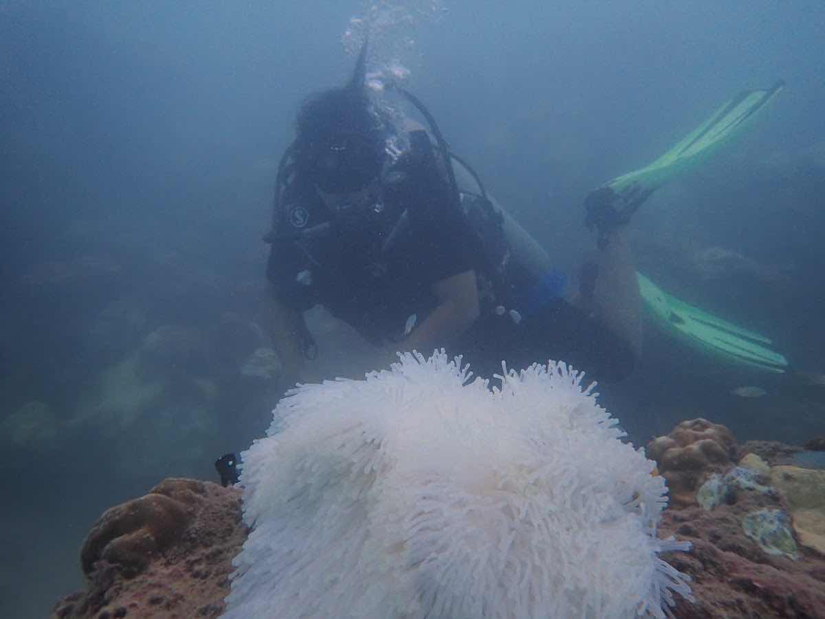 Marine Melodies Diving Academy photo 2