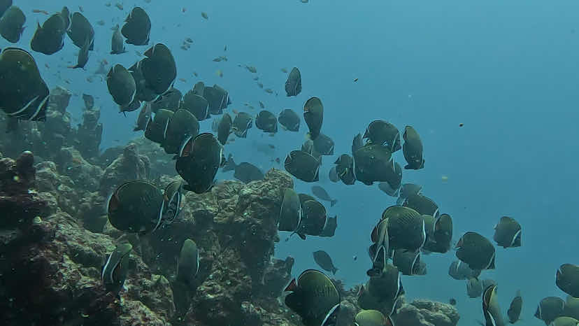 Marine Melodies Diving Academy photo 10