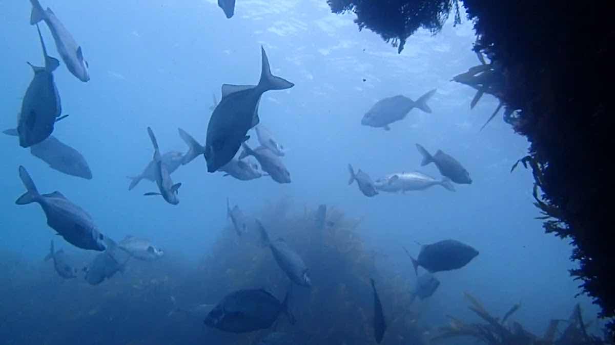 Dive HQ Wellington photo 3