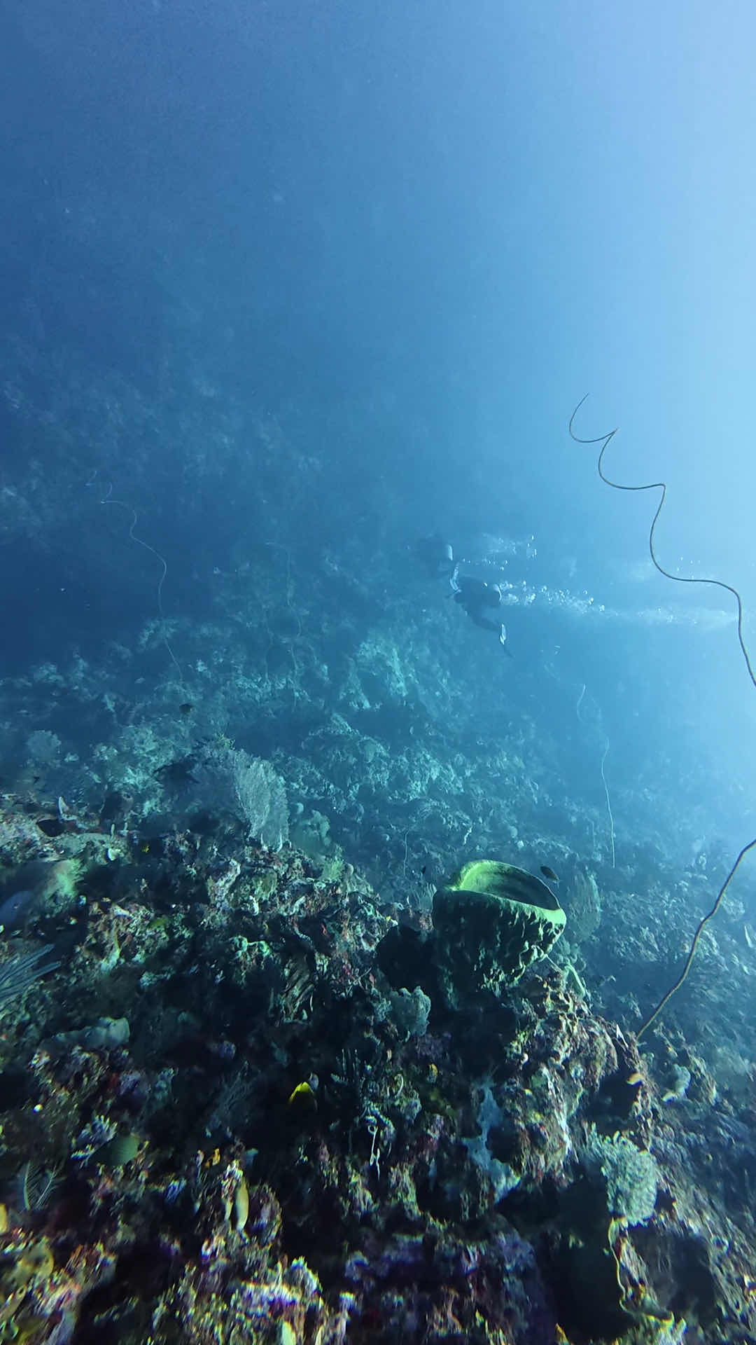 Ambon Dive Explore photo 3