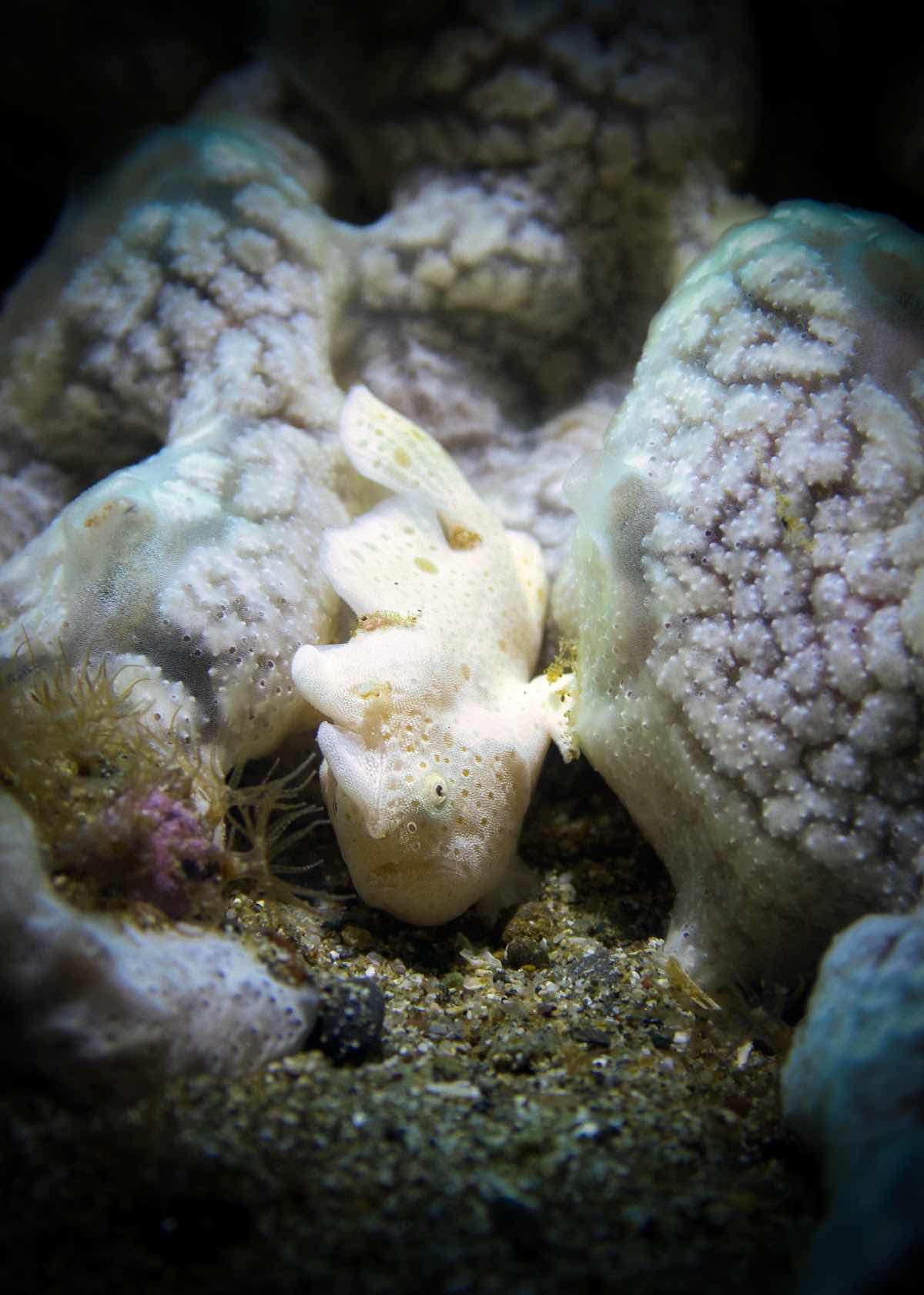 Ambon Dive Explore photo 9