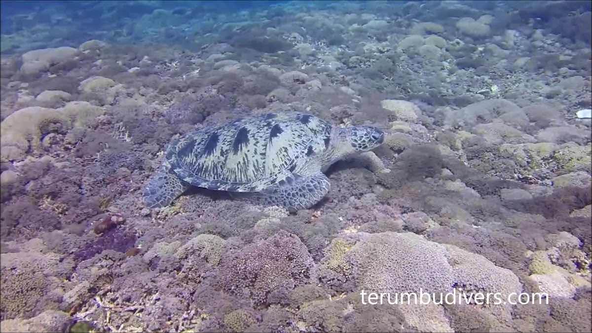 Terumbu Divers photo 3