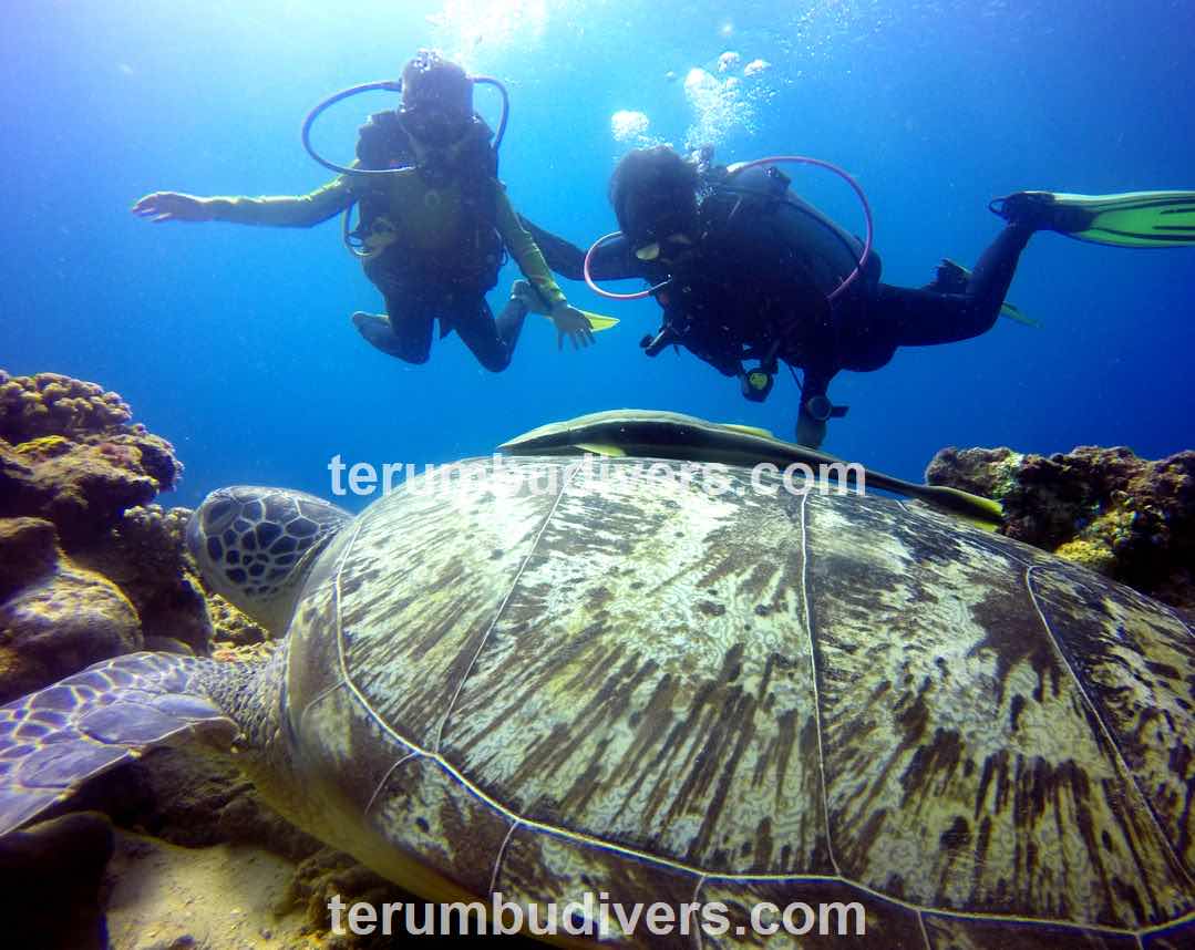 Terumbu Divers photo 10