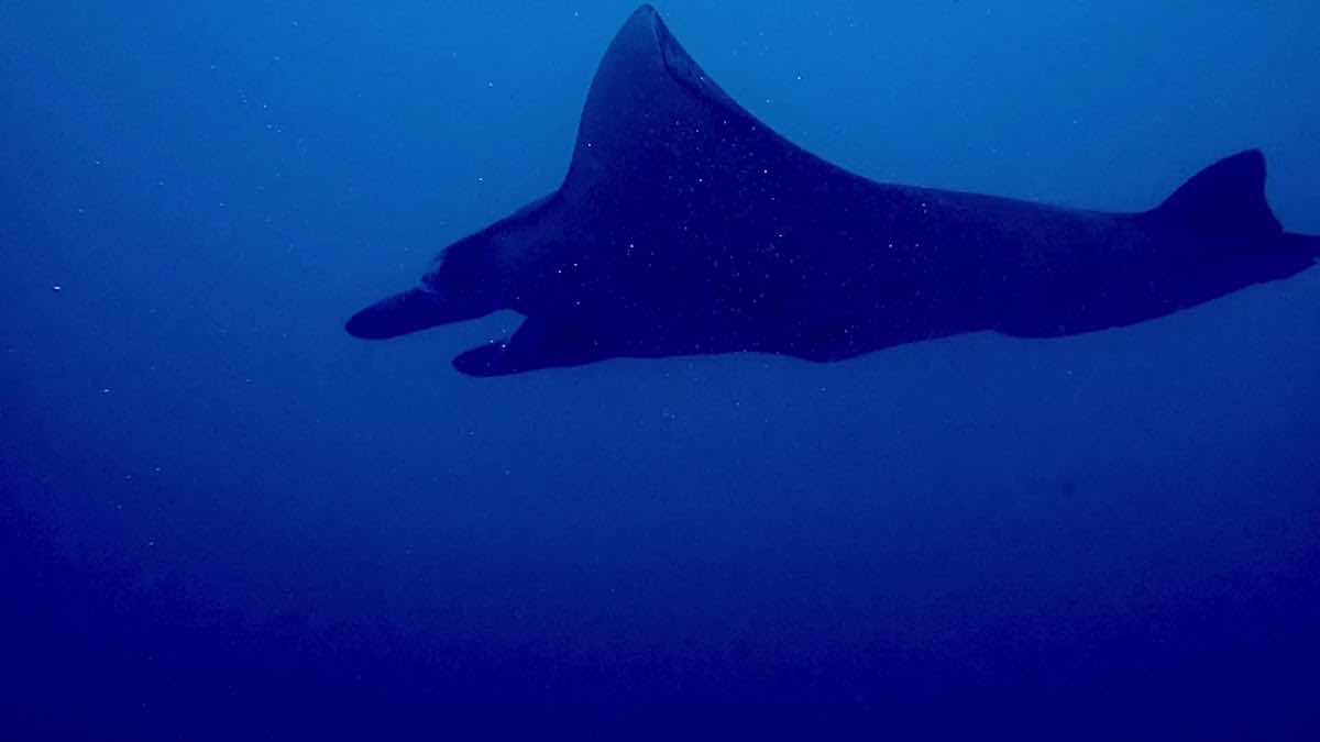 Poseidon Diving School Phu Quoc Padi photo 2