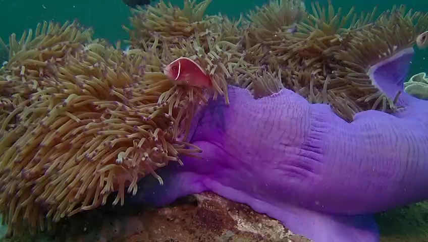 Poseidon Diving School Phu Quoc Padi photo 3