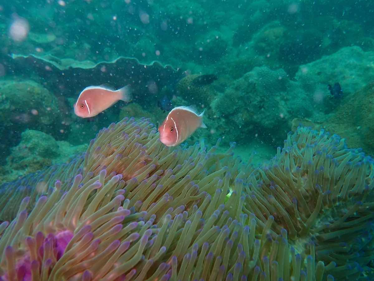 Poseidon Diving School Phu Quoc Padi photo 9