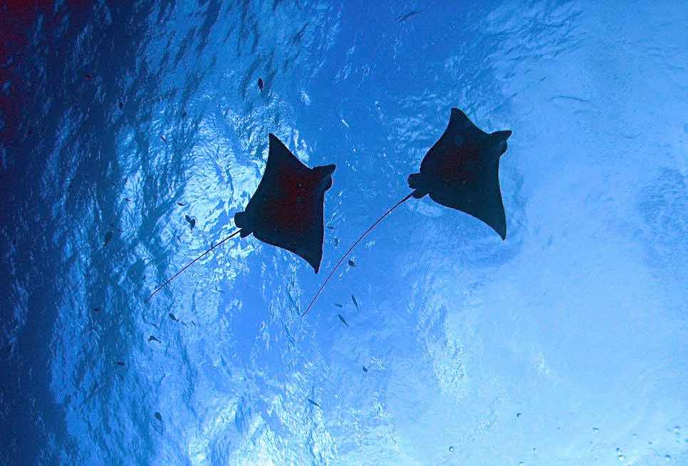 Arari Dive Service photo 1
