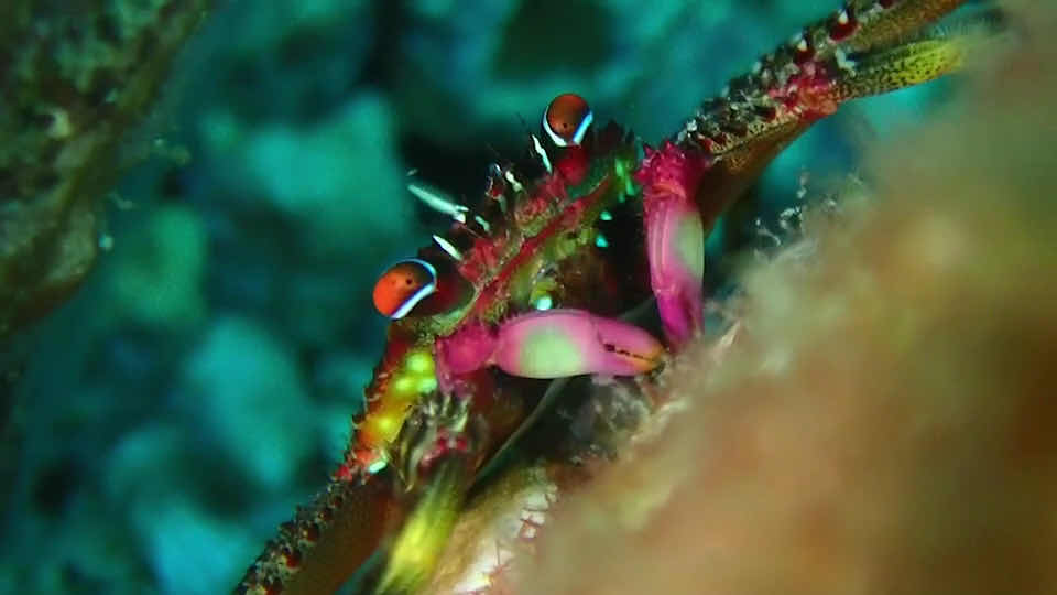 Arari Dive Service photo 5