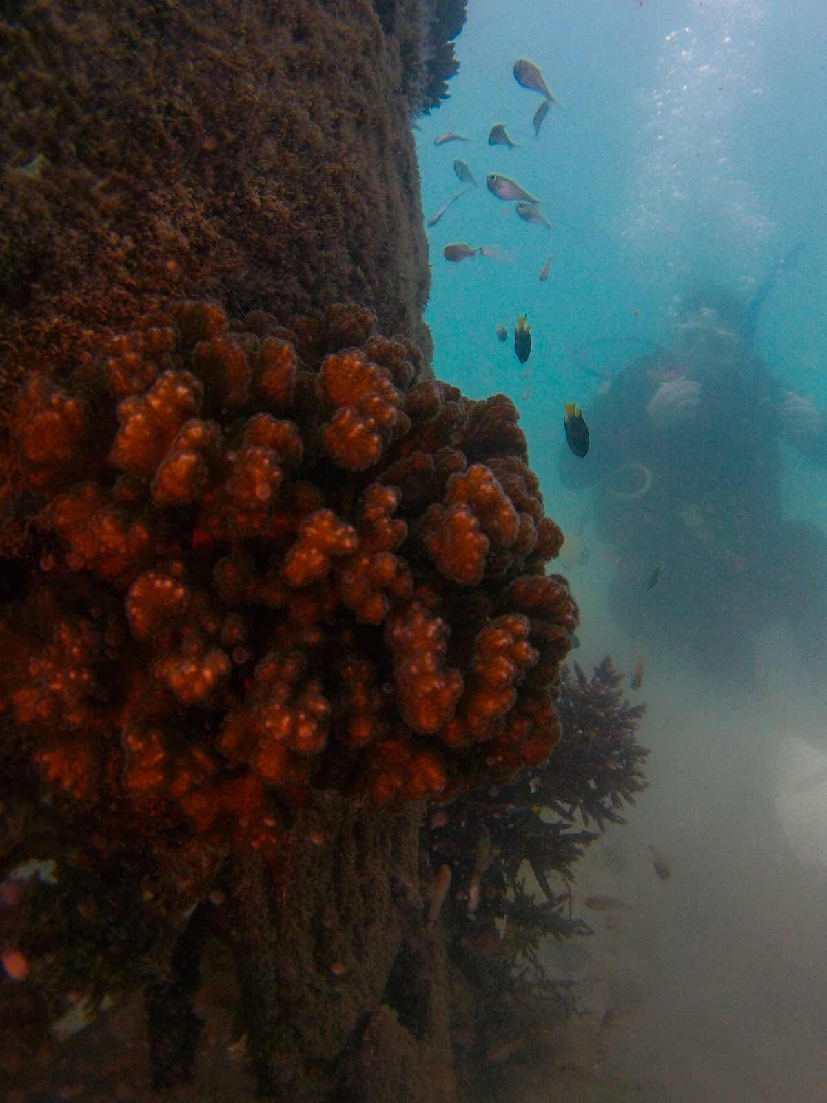 Airlie Beach Dive & Snorkel Centre photo 10