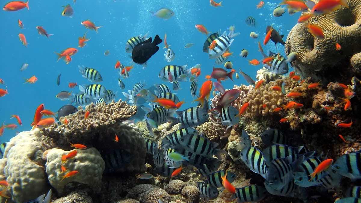 Mermaid Dive Center Aruba photo 2