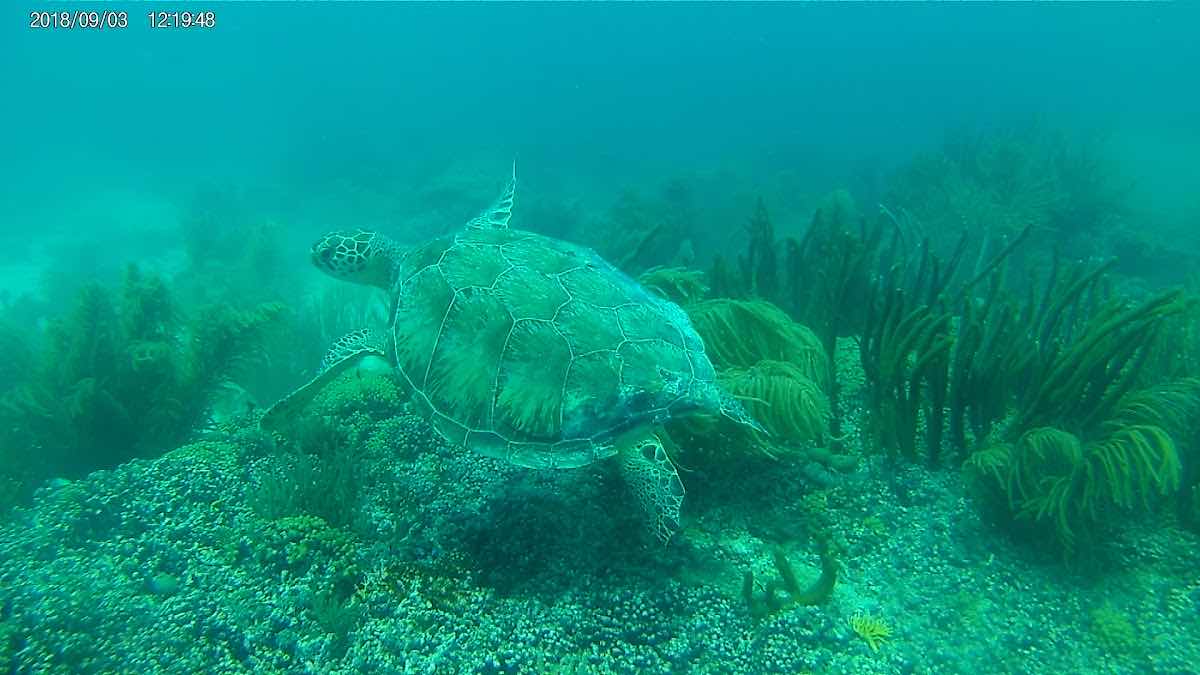 Mermaid Dive Center Aruba photo 4