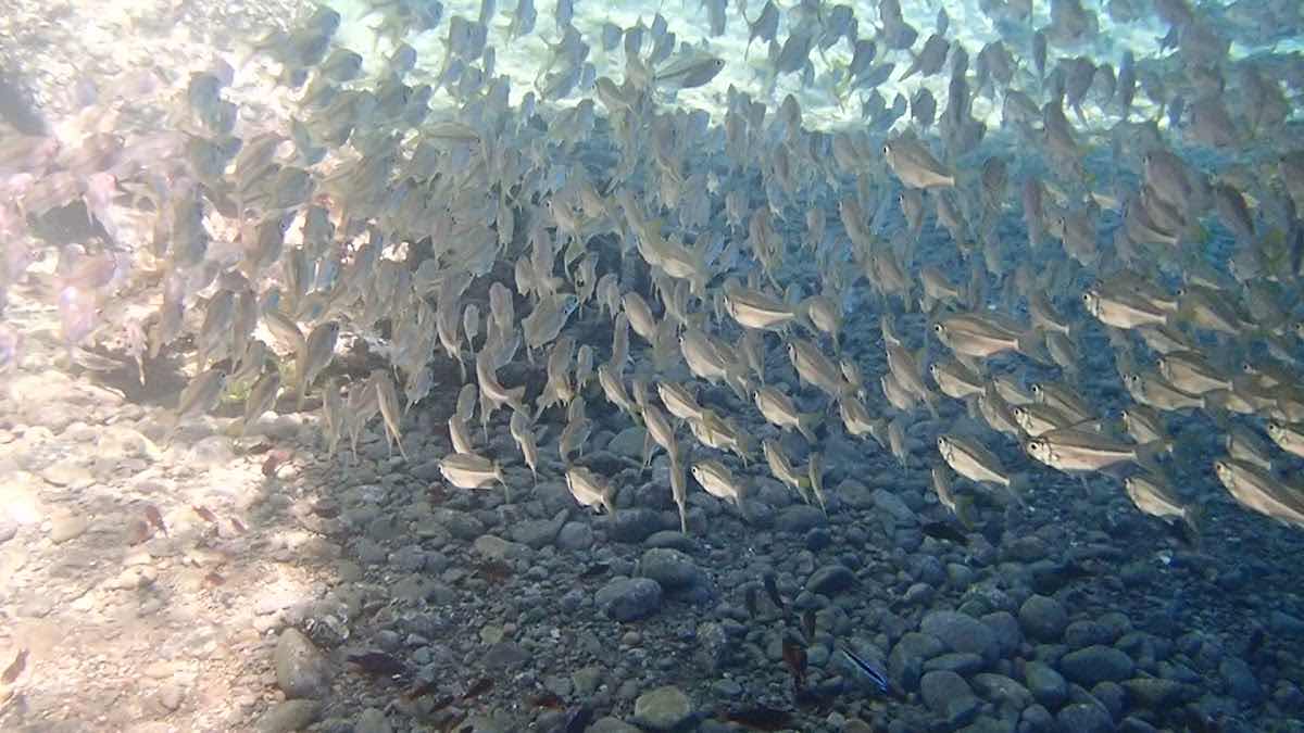 Laha Dive Packer photo 3