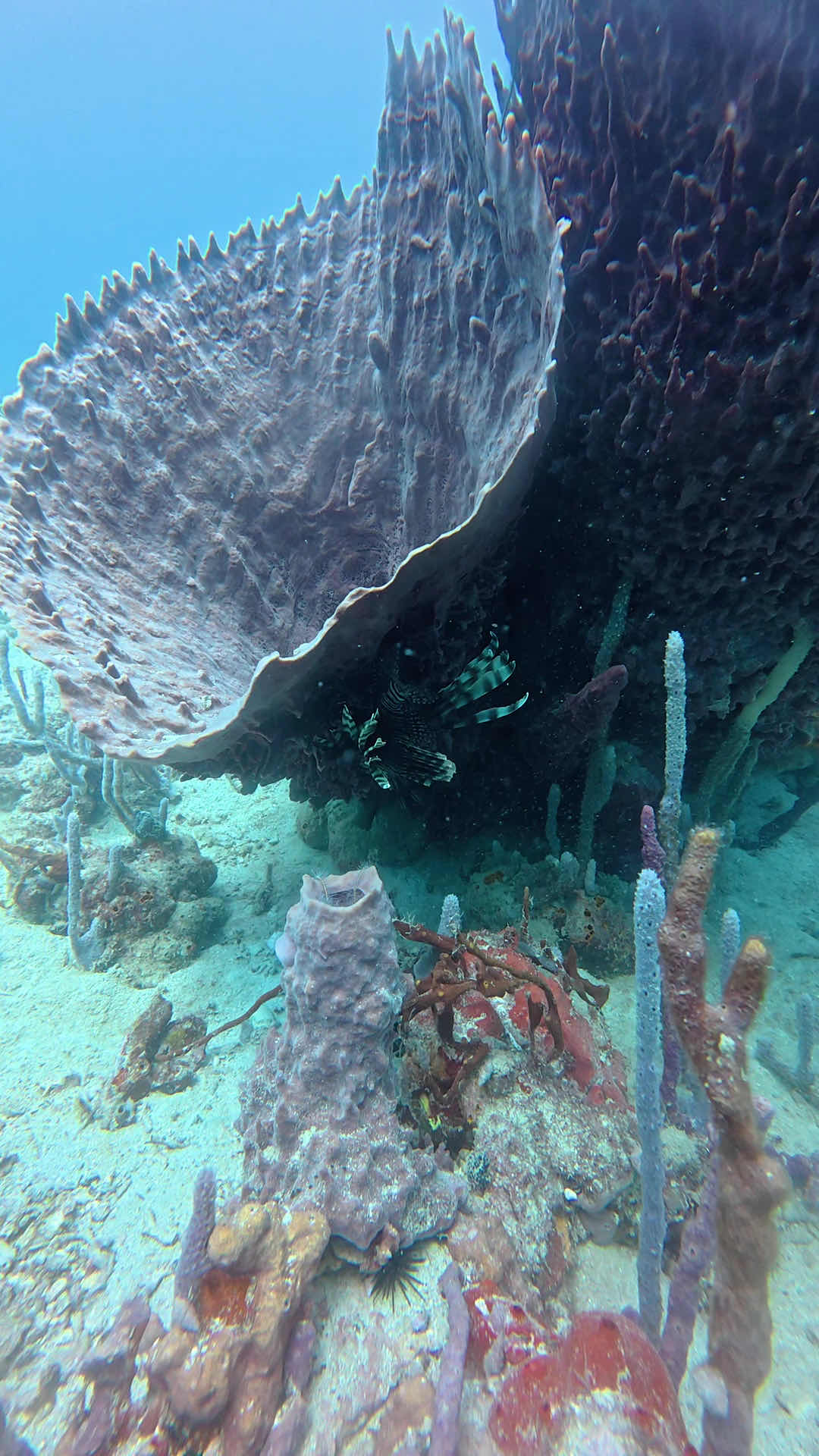 Bocas Pirates Dive Center photo 3