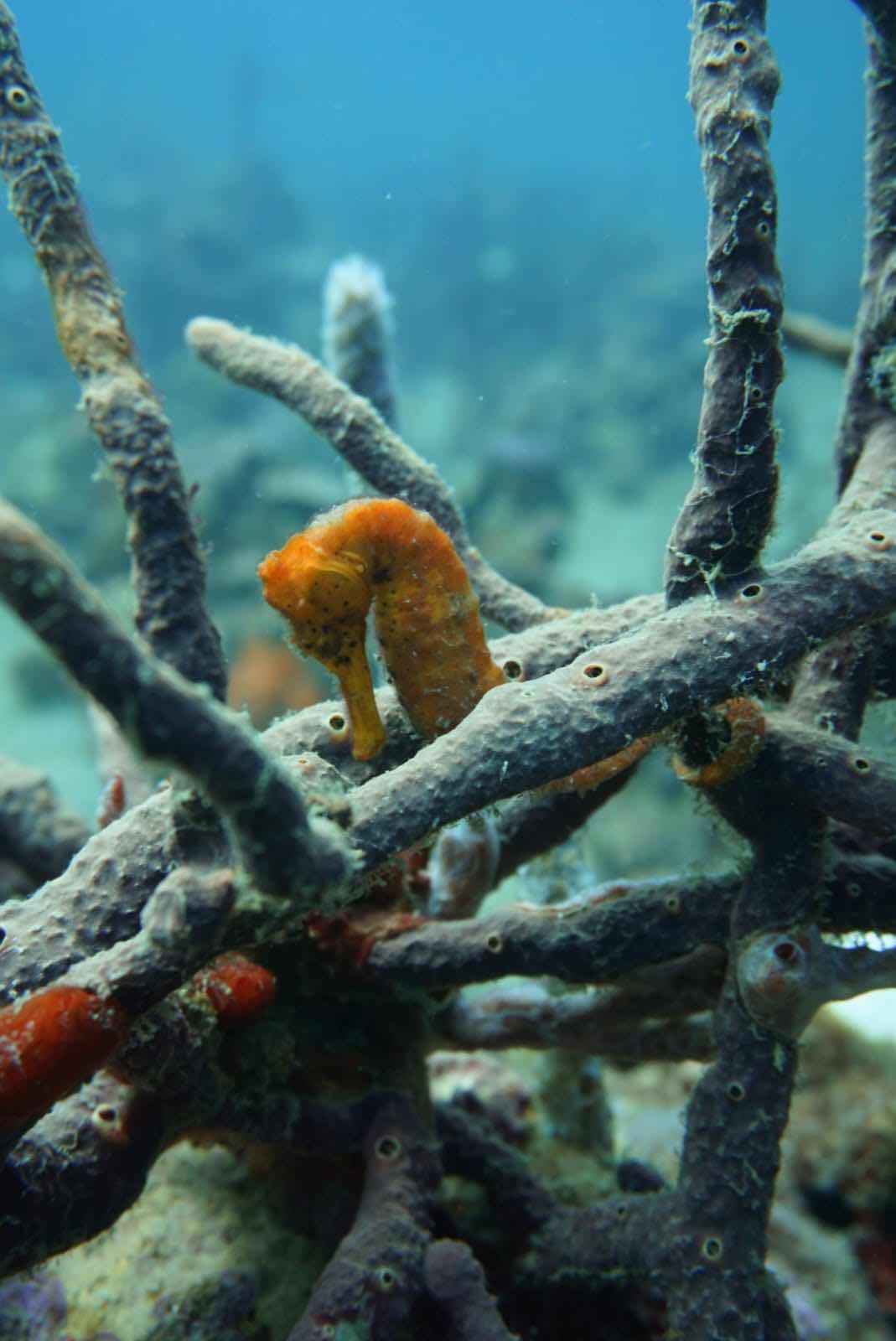 Bocas Pirates Dive Center photo 6