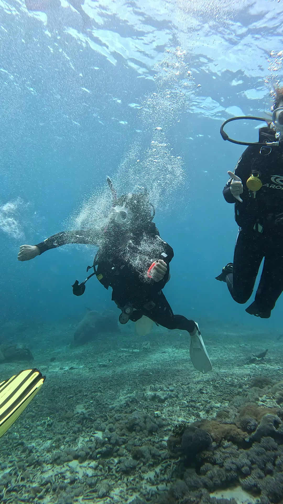 Blue Corner Dive - Nusa Penida. Best dive centre in Nusa Penida. (pt sudut biru nusa penida) photo 3