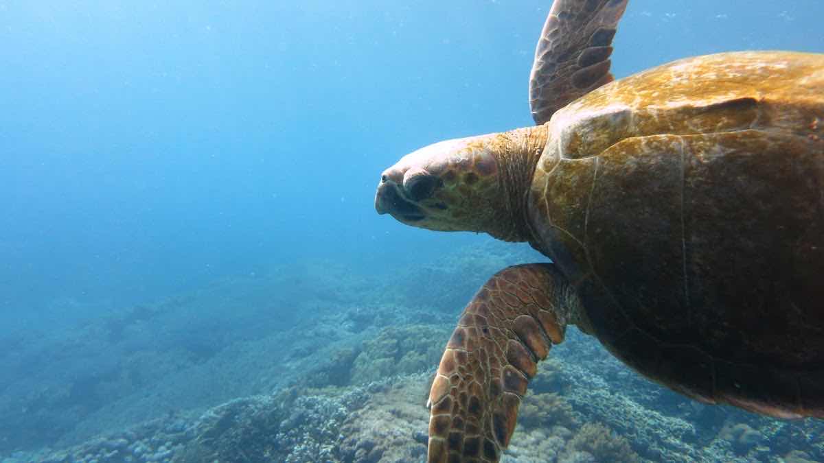 Blue Corner Dive - Nusa Penida. Best dive centre in Nusa Penida. (pt sudut biru nusa penida) photo 4