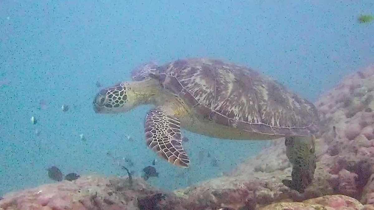 Turtle Bay Dive Center photo 3
