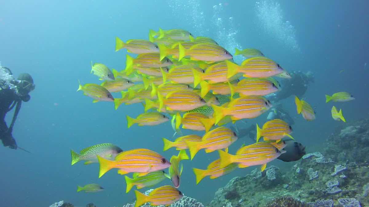 Turtle Bay Dive Center photo 4