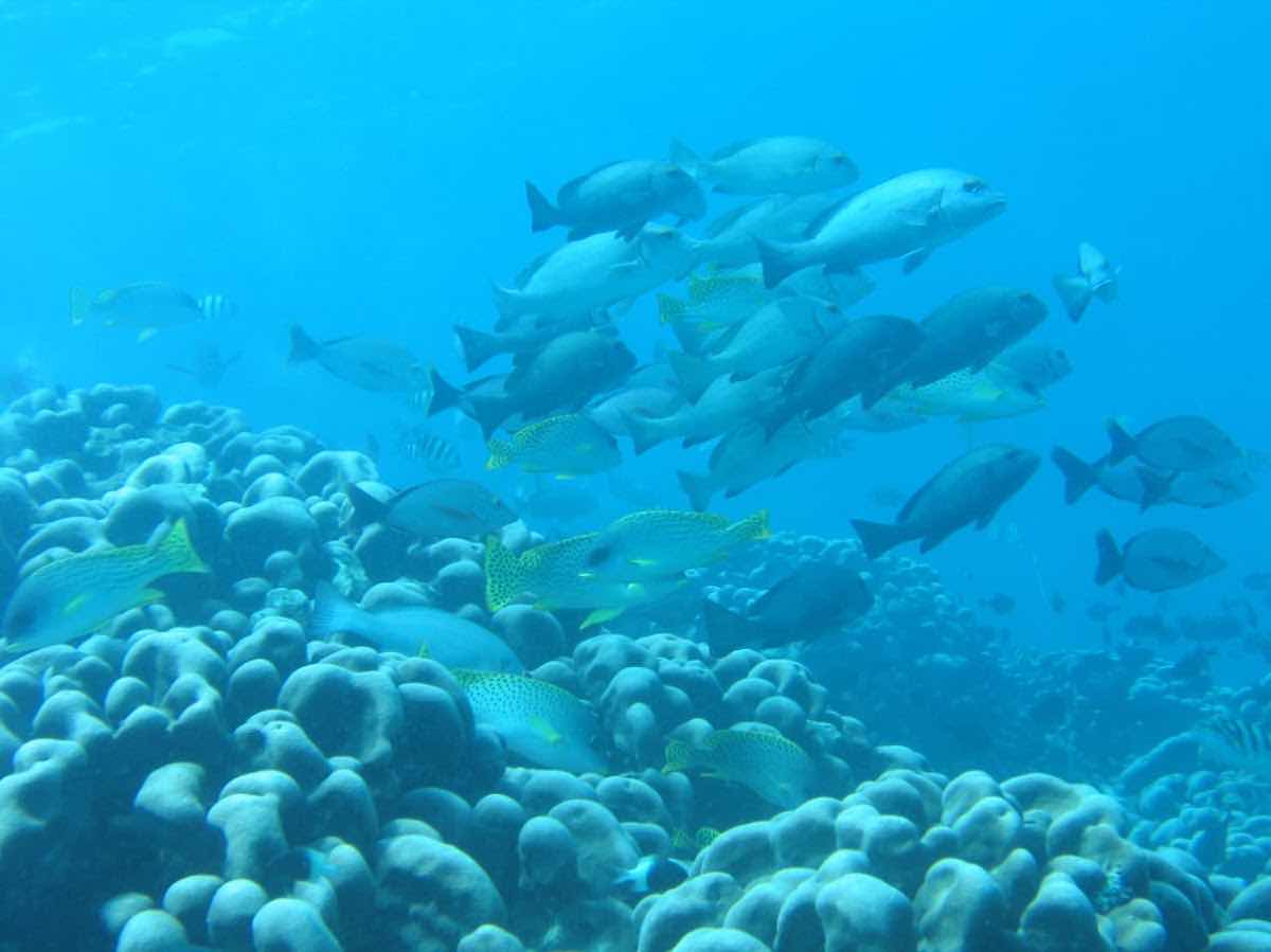Turtle Bay Dive Center photo 10