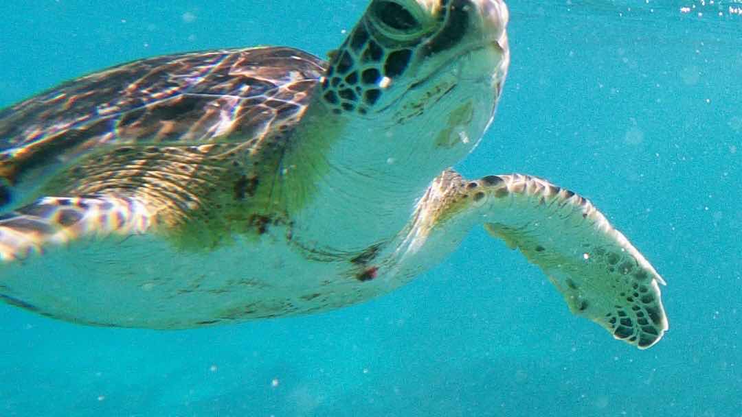 Snorkel Of Space photo 7