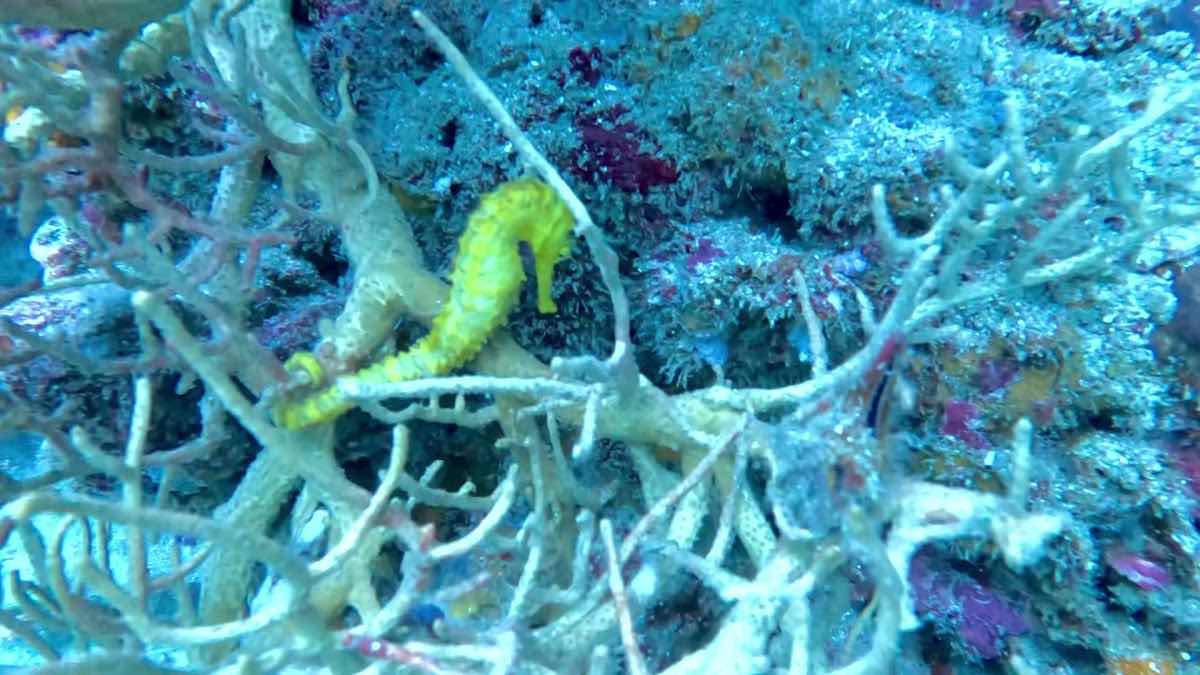 Local Lanta Scuba photo 2