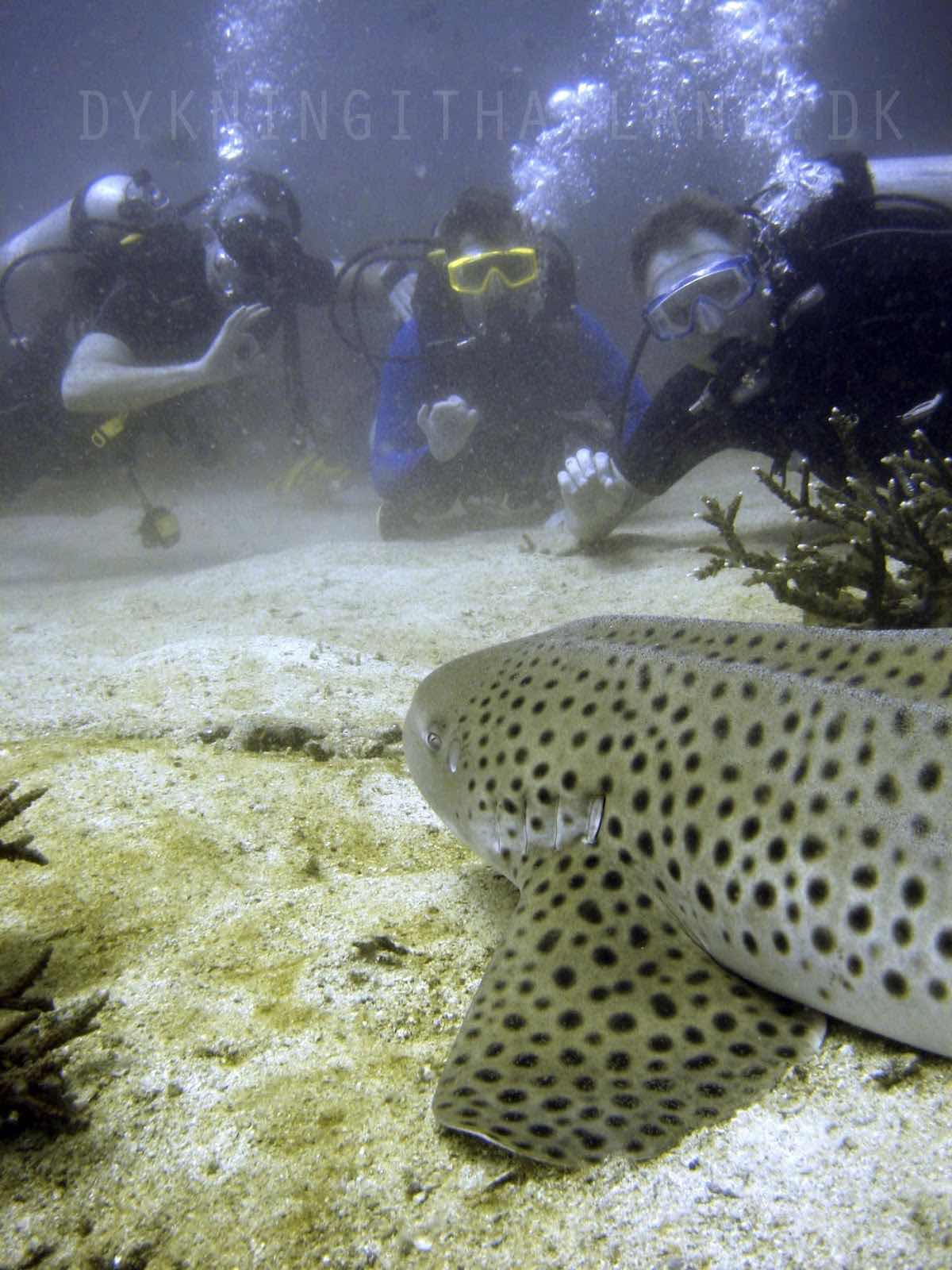 Local Lanta Scuba photo 4