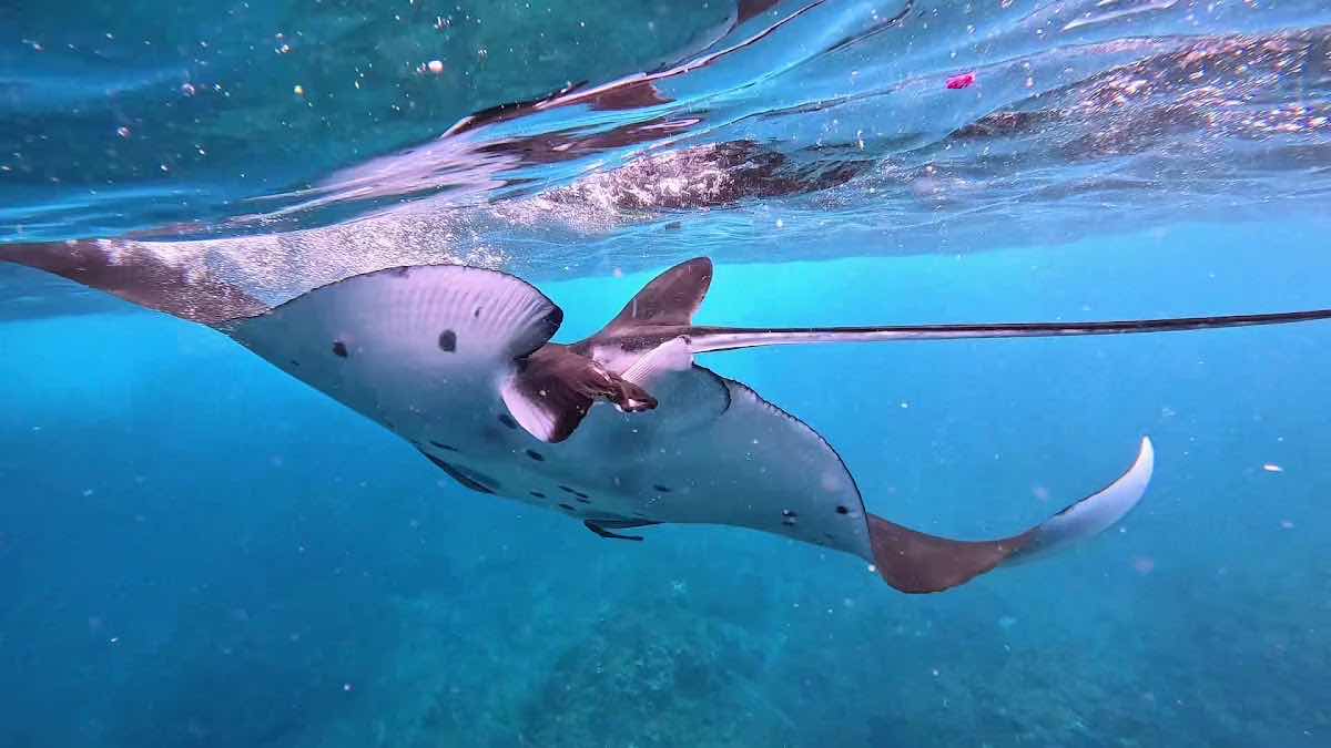 Captain Coconut Snorkeling photo 3