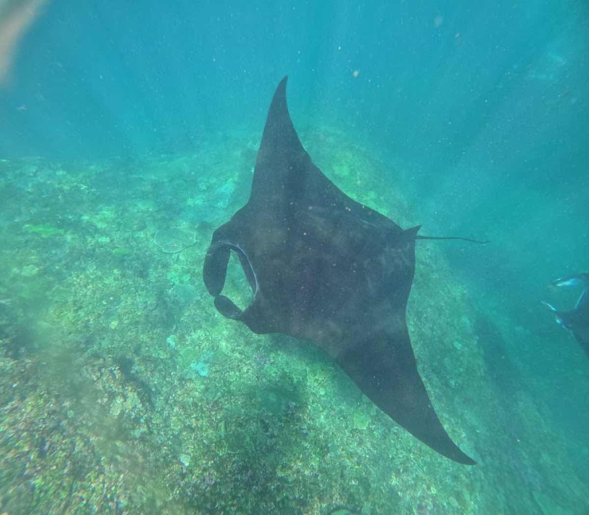 Captain Coconut Snorkeling photo 4