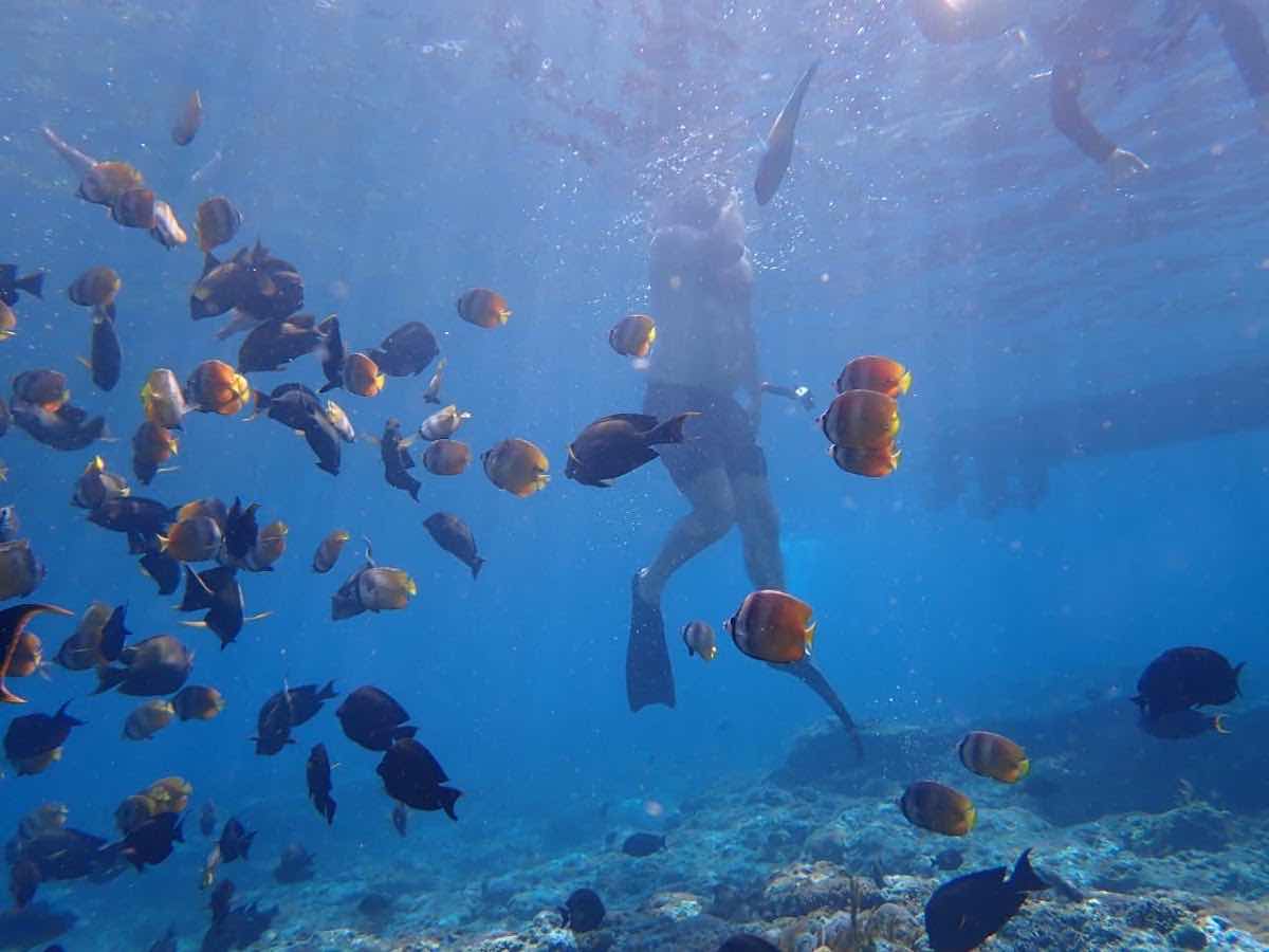 Captain Coconut Snorkeling photo 9