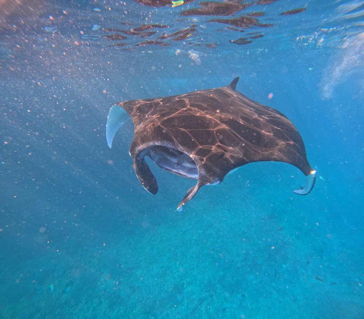 Captain Coconut Snorkeling photo 10