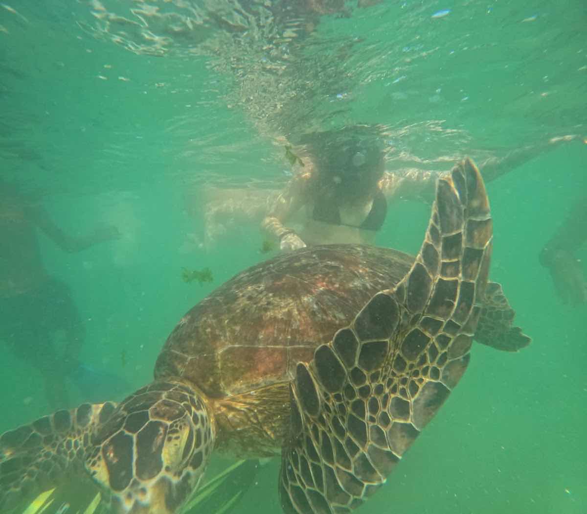 Diving Mirissa Snorkeling Tours photo 2