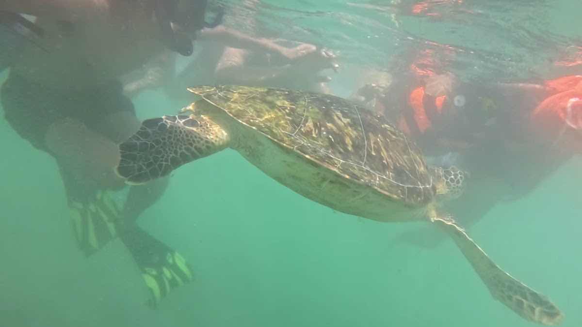 Diving Mirissa Snorkeling Tours photo 3