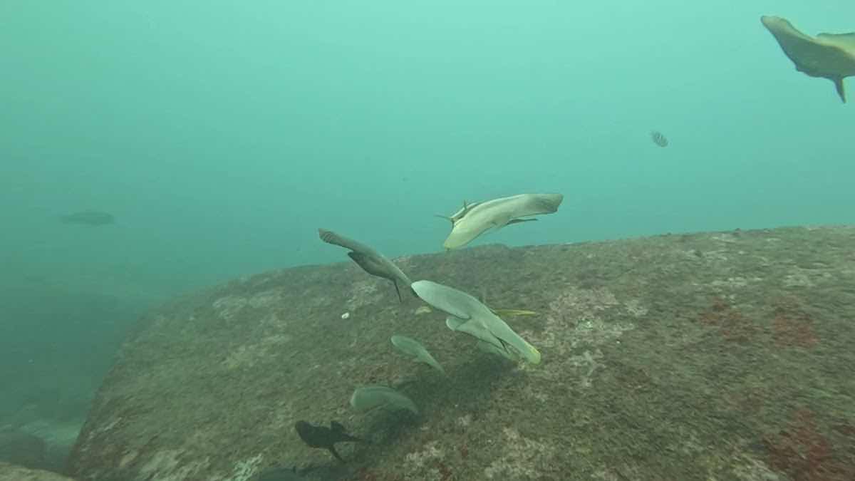 Diving Mirissa Snorkeling Tours photo 4