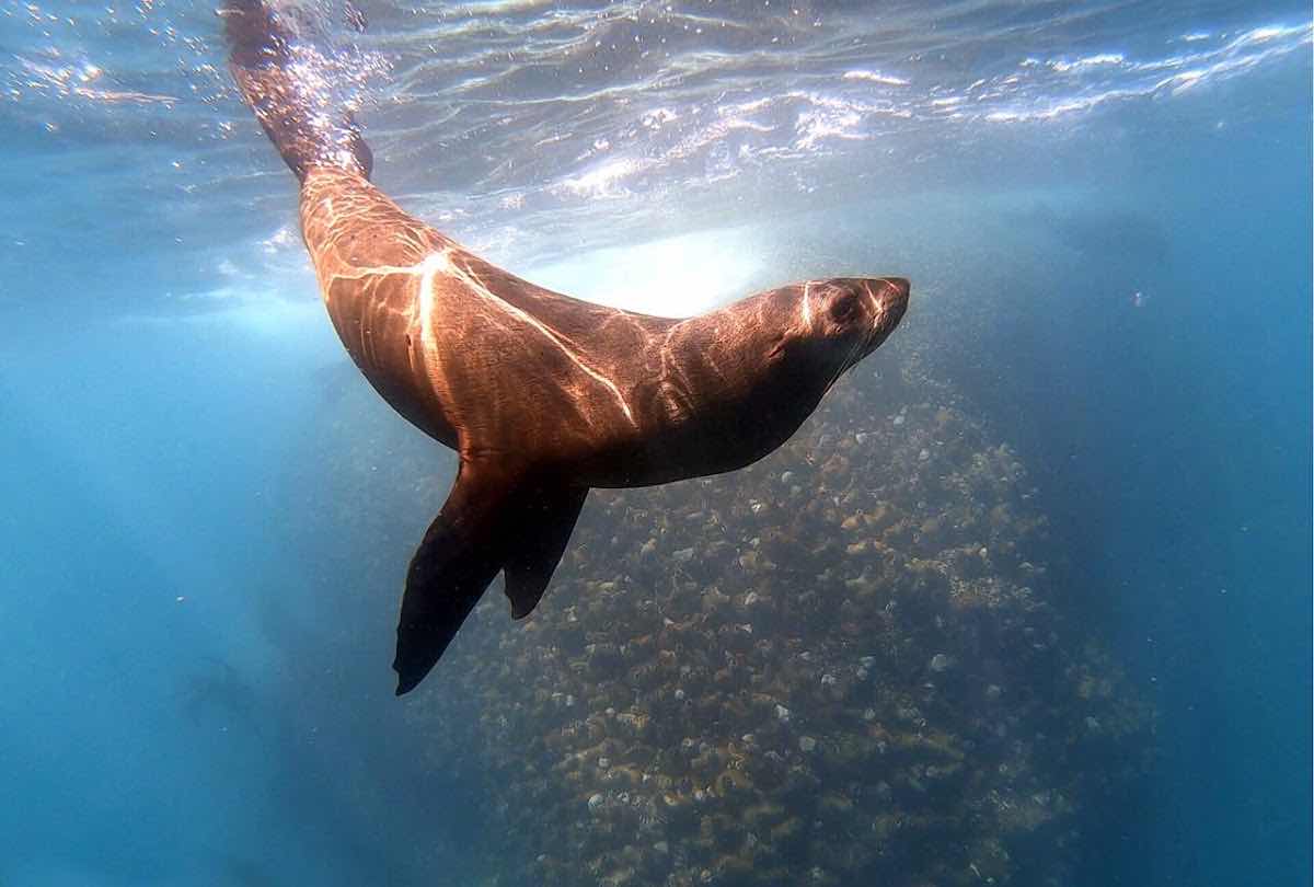 Cape Town Scuba Dive photo 10