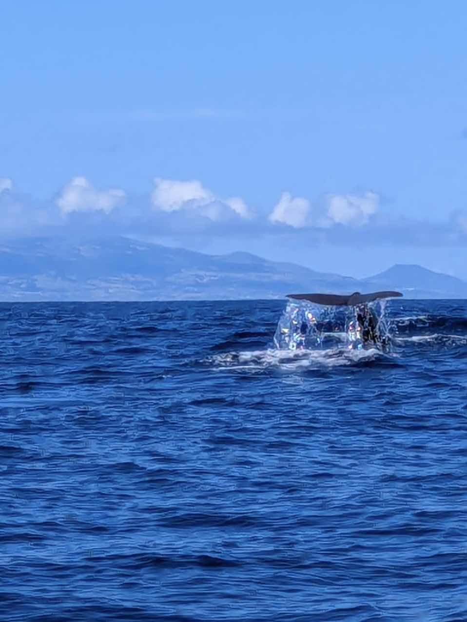 São Jorge Dive & Sail Center photo 4