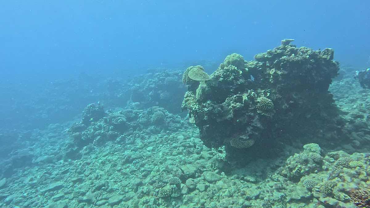 Adventure Cook Islands Ltd photo 3