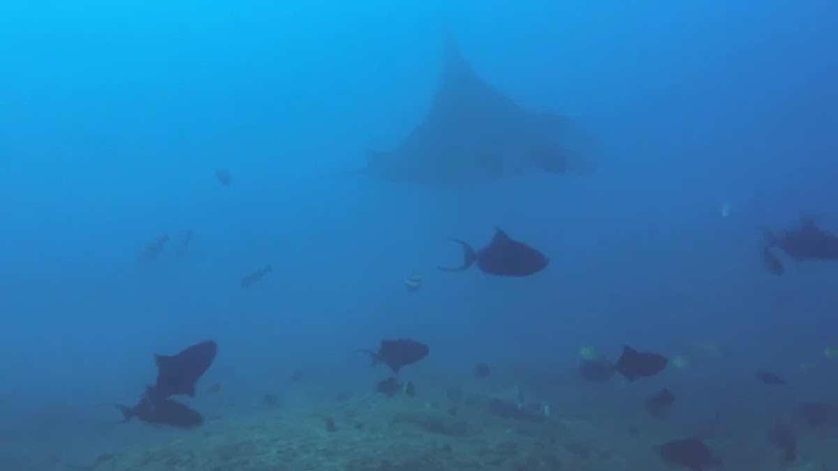Peri Peri Divers Tofo | Scuba Dive Center photo 4
