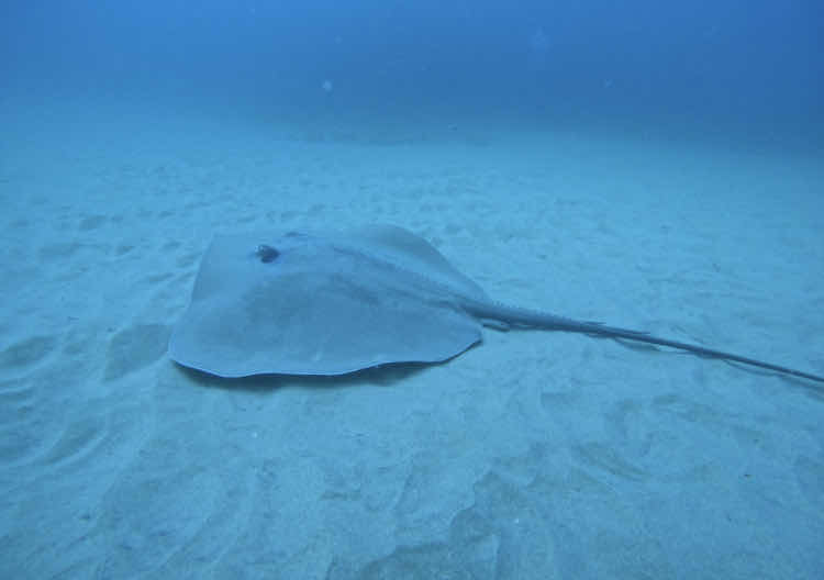 Peri Peri Divers Tofo | Scuba Dive Center photo 10