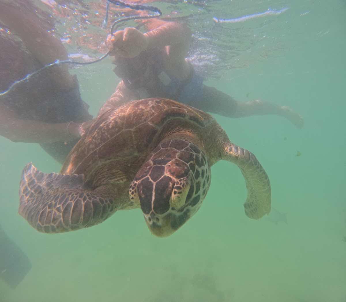 Mirissa snorkeling turtles photo 2