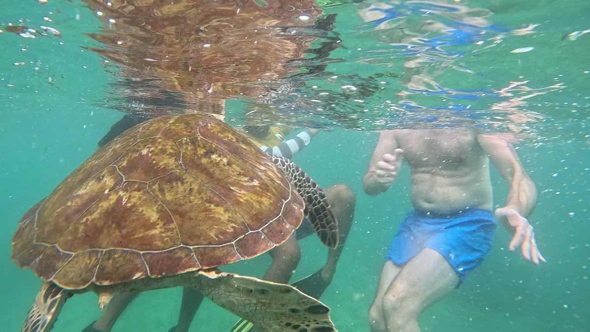 Mirissa snorkeling turtles photo 3