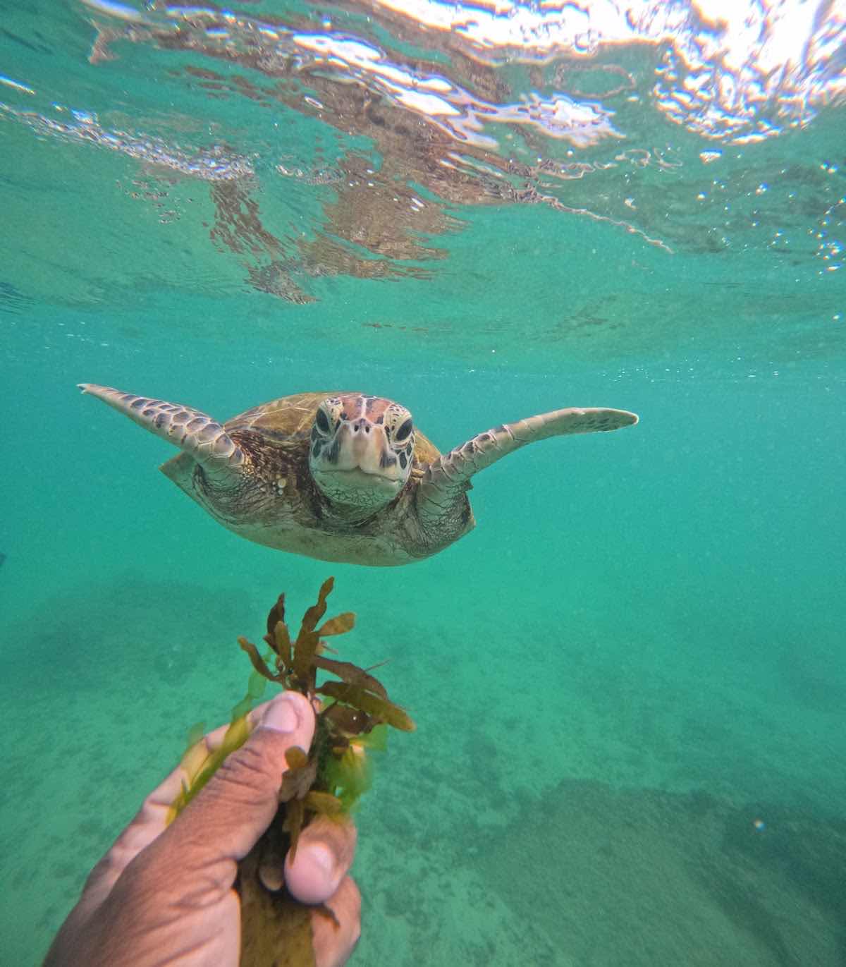 Mirissa snorkeling turtles photo 5